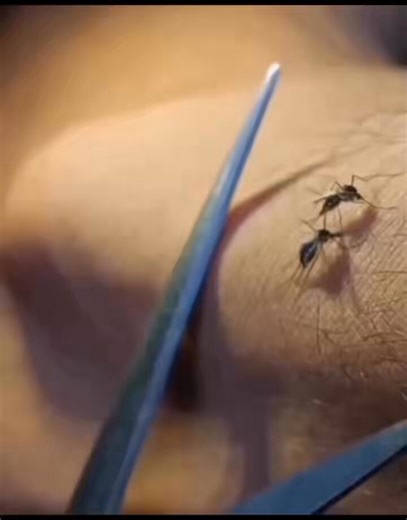 This new insecticide advert is really incredible 😂😂