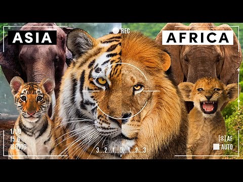 The New Big 5 & The Best Places / Times to See Them