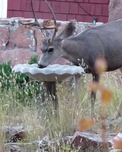 Deer Protection, Buck Rub & Resistant Plants