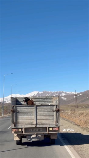 Transporting Armenian Shepherd Dog