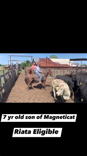 131K views · 1.5K reactions | Fancy and cowy 7 year old son of Magneticat! He’s been used as much as any horse outside penning, sorting and roping cattle. He’s eligible for the Riata as well! He sells Saturday, April 27th, at 12 noon. Online bidding available through www.dvauction.com | Weiterman Cattle Sales | Facebook