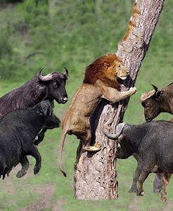 35K views · 308 reactions | 20 Situations Where Prey Survived Predators in Unbelievable Ways Caught on Camera 女vs歷 | Eating Sounds | Facebook