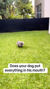 28 reactions | #fyp #dogtraining #dogtrainingtips | Lucky Dog Training Club | Facebook