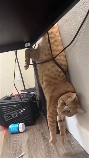 Funny Cats Videos 😂 #cat #catvideos #catshorts #catsofyoutube #funnycats #shorts