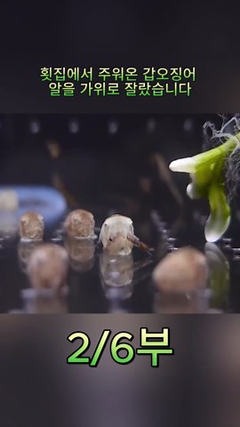 갑오징어 알을 사용한 먹이 사냥 과정