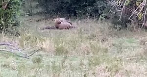 WATCH | Python and leopard in a fight to the death