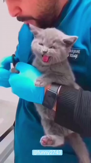 #funny #funnyanimals #funnyvideos #pet #fyp | Funny Videos