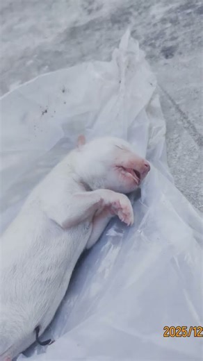 the last dog who is sleeping near her momos death 😭🥺😭