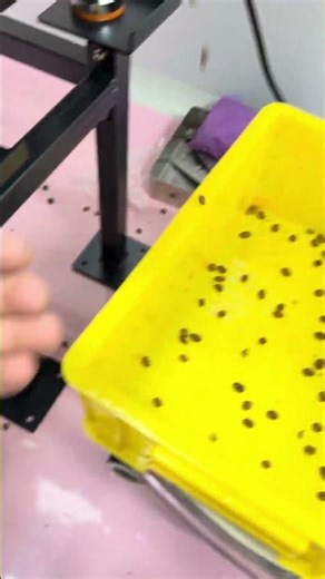 Small table coffee sorter Q16 #colorsorter #coffeebean #coffeeroaster