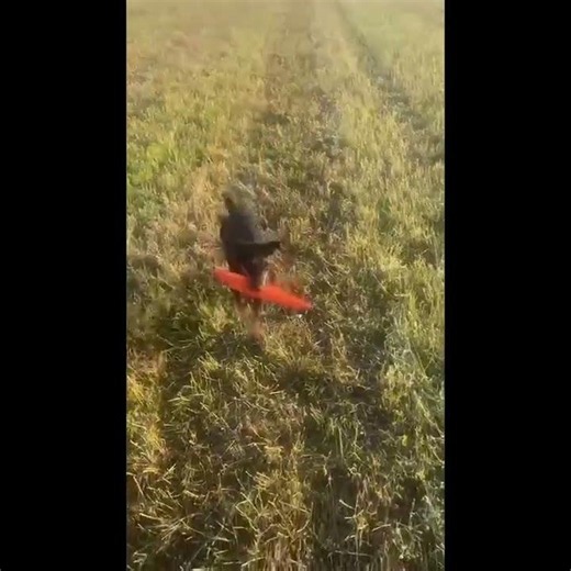 GERMAN HUNTING TERRIER, DEUTSCHER JAGDTERRIER