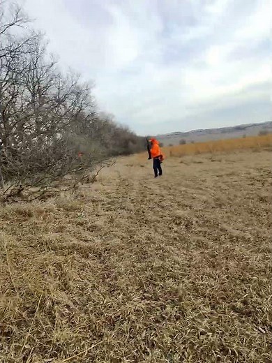 Small MunsterLander pointing a single. #smallmunsterlander #bobwhite #birdhunting #uplandhunting