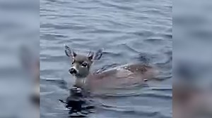 353K views · 351 reactions | Watch what happens when two scared, helpless deer are found stranded in ice cold Alaskan waters. 略 | Humankind | Facebook
