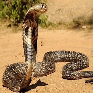 35K views · 653 reactions | The Bestt Adding Games In 2013! | Survival Animal | Facebook