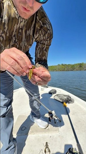 stuffed two belly bombs in a tube and let it eat. They couldn’t stay off it 🩸🎣