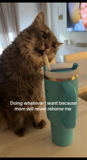 Living with Patient Zero: The Cat Meme About Doing Whatever You Want