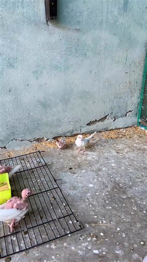 Dove wants to feed baby | Birds Lover