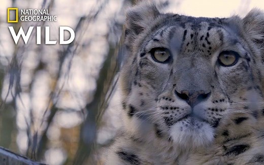 【字幕队长】雪豹101科普 美国国家地理 Snow Leopards 101 Nat Geo Wild National Geographic 1080P