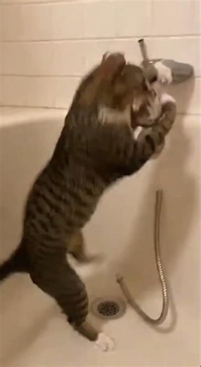 OMG! Cat Taking a Bath Gone HORRIBLY Wrong 😹#CatBath #FunnyCats #CatFail #CuteCats #Shorts