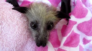 42K views · 5.5K reactions | Unfortunately, we have had another run...