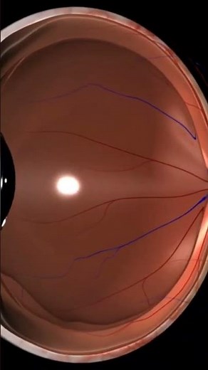 How does our eyes function? how many parts make up our eyes? #shorts #eyeanatomy