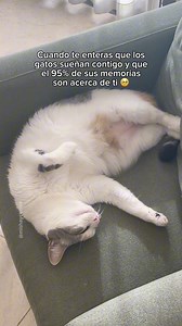 El final 🙈 | #gatos #michis #mishayceniza | música: “rock-a-bye baby (solo music box version)” de epidemic sound | Misha y Ceniza