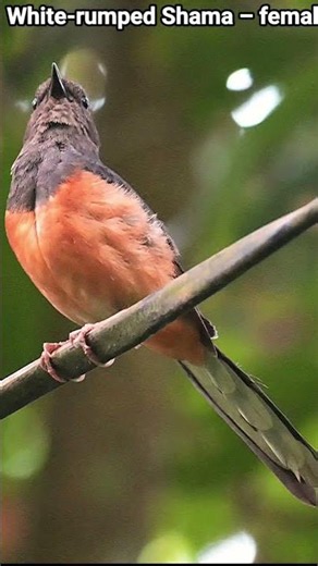The white-rumped shama is a passerine bird in the Old World flycatcher family. #whiterumpedshama