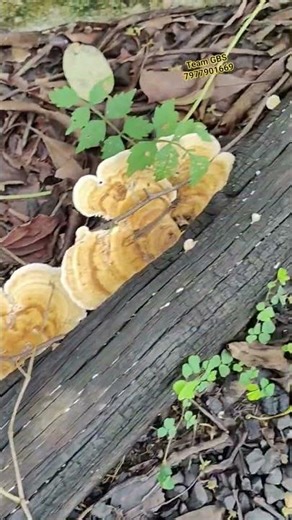 🌿✨ Found a wild Ganoderma mushroom deep in the jungle! 🍄 #food #farming #shorts #mushroom