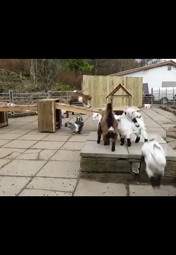 Pygmy Goat Care: Tips for These Adorable Miniature Goats