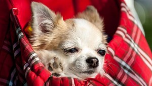 Benefits of a Dog Backpack Carrier & Why I Love Mine – Top Dog Tips