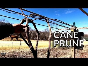How-to Cane Prune Grape Vines