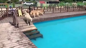 5K views · 20 reactions | Me and my friends in the resort | Dog Lovers Club | Facebook