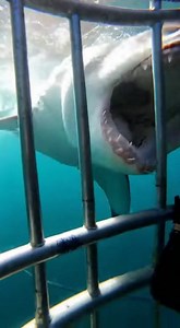 8.2K views · 73 reactions | #sharkattack #oceanlife #scarymoment #wildlife #deepsea #viralvideo #trending #dangerzone #sealife #caughtoncamera #sharks #oceanadventure | Sea Predator Attack | Facebook