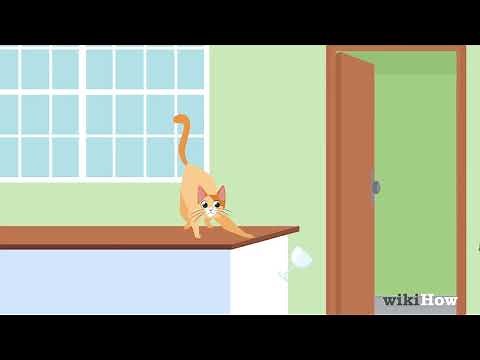 The Truth about the Orange Cat Personality