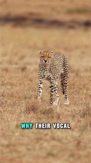Cheetah Can’t Roar Like Other Big Cats 🐆 #shorts #facts #animals
