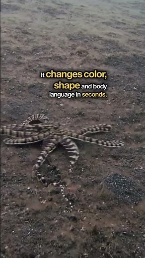 The Mimic Octopus Is a Real-Life Shapeshifter