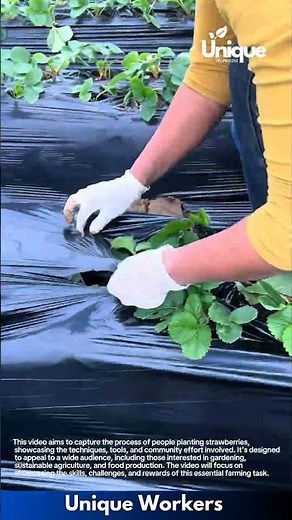 Planting strawberries: creating a thriving strawberry patch