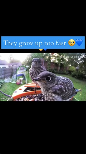 And yes, brother bluebird has always been feisty 🤭💙 #wildbirds #birdwatching #backyardbirds #birdfeeding #foryoupage