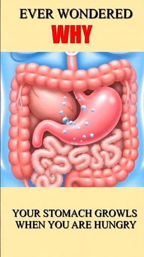 BORBORYGMI: The REAL REASON why Your Stomach Is Growling & The Science of the Noise