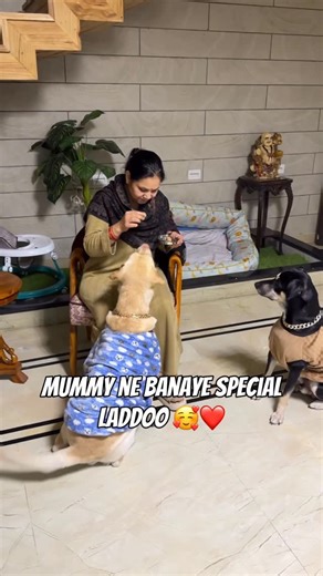 Manik Sisodia on Instagram: "Simba, Kaalu ke liye Special Laddoo 😍🧿 #dogsofinstagram #doglover #minivlog #labrador #indie"