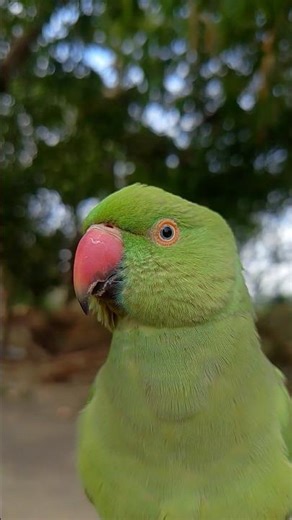 Parrot Song Hindi Rhymes Kids Animal Song Main Tota Main Tota #parrot #song #maintota