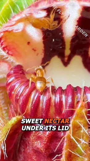 141K views · 816 reactions | Ant Colony vs Carnivorous Plant | The Flytrap Garden | Facebook