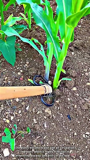 Corn Treatment: Cleaning Side Buds at the Base of the Stem 🌽✂️