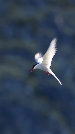 Arctic Terns Migration: From Antarctica to the Arctic