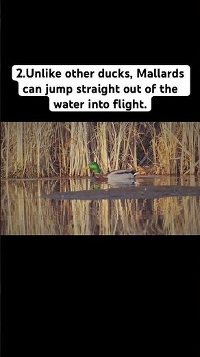Why Mallards Are Built Different #waterfowl #nature #wildlife