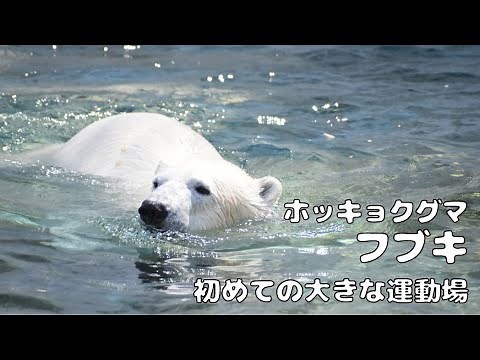 【東山動植物園公式】フブキ、初めての大きな運動場《 ホッキョクグマ クマ 》