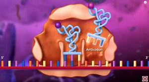 Selenocysteine, the 21st Amino Acid | Cell And Molecular Biology