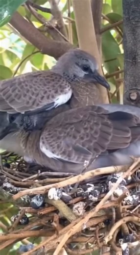 Too much pecking #spotteddove #nestlife #birddrama | Bird Watching Around Me