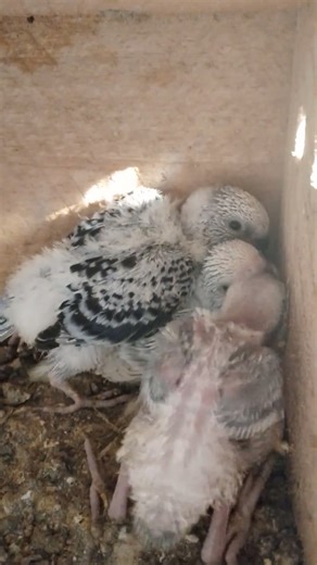 20 day baby🦜🦜🦜🦜🦜☀️