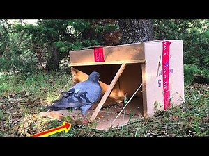 Piège à Oiseaux Facile Simple Bricolage l How To Catch Pigeons [BOX]