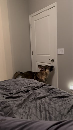 25K views · 1.1K reactions | How my service dog asks for a potty...